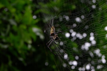 Black spider making webs, black spider on tree, black spider walking.