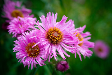 Autumn Aster flowers with water drops.