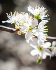 Moody bird-cherry blossoms background
