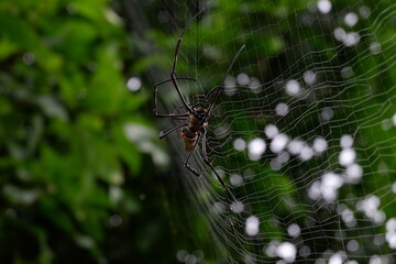 Black spider making webs, black spider on tree, black spider walking.