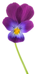 Bright flowers of violets isolated