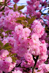 pink cherry blossom on a sunny day. nature beauty in springtime