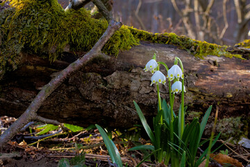 snowflake flower near the log. spring nature background in forest