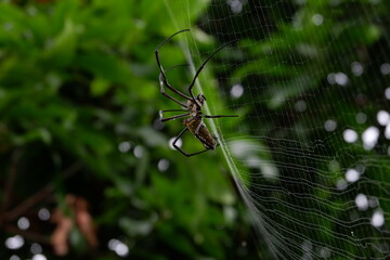 Black spider making webs, black spider on tree, black spider walking.