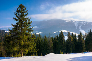 spruce forest on the snow covered meadow. beautiful winter landscape in mountains on a sunny morning
