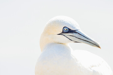 One wild bird in the wild, Northern Gannet on the island of Helgoland on the North Sea in Germany. In high-key