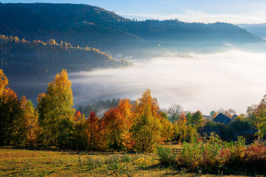 stunning rural landscape. foggy scenery at sunrise in autumn season. trees on mountain hills in colorful foliage. village in the valley
