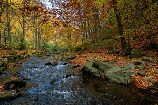 mountain river in beech forest. beautiful autumnal scenery of carpathian woodland. trees in fall colors. boulders in the stream. nature freshness concept