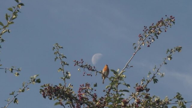 European robin bird singing on branch of a crabapple tree slow motion moon in background