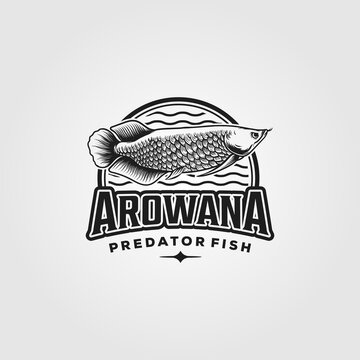 arowana fish vintage logo vector illustration design