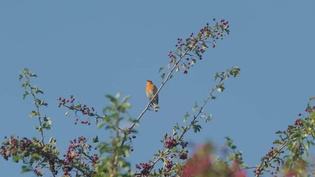 European robin bird singing on branch of a crabapple tree slow motion