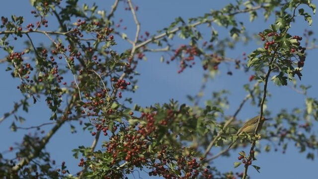 European robin hopping between branches of a crabapple tree slow motion