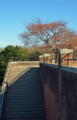 根岸森林公園