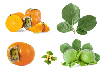Beautiful Set of mature and immature fresh organic Persimmon ( Diospyros) with leaves and flower,isolated on white background.