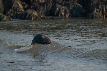 A gray seal, Halichoerus grypus. Swimming in the sea with waves, head above water. Rock in the background