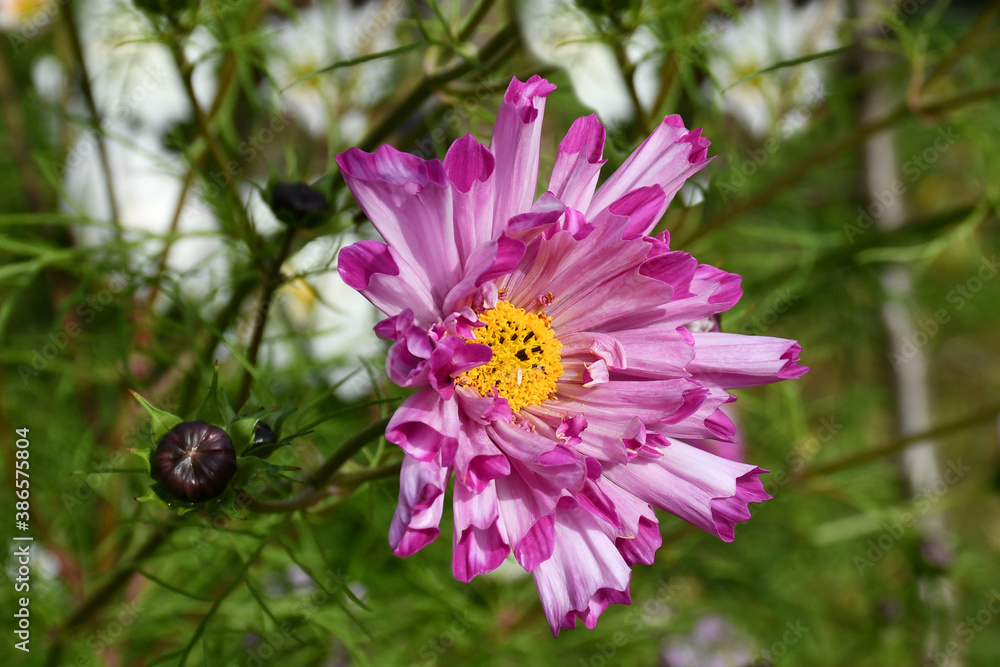 Wall mural cosmea flower close-up on a blurry green background.