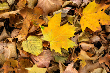 Bright yellow autumn  leaves