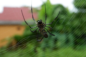 Obraz premium Black spider making webs, black spider on tree, black spider walking.