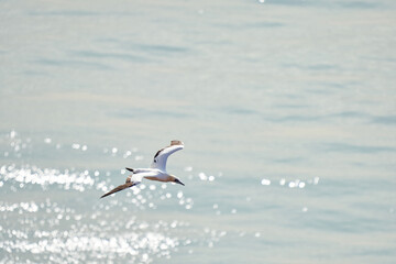 A single white and yellow gannet flies above the sea where the sun shines