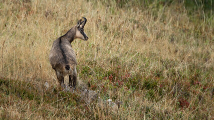Le chamois vosgien