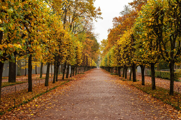 Fototapeta na wymiar Autumn park. The colors of autumn. Trees with yellow and red autumn leaves planted in even rows. 