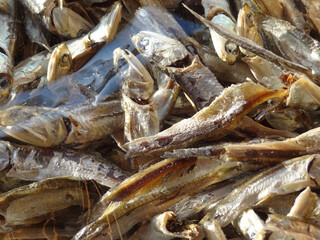 カタクチイワシ