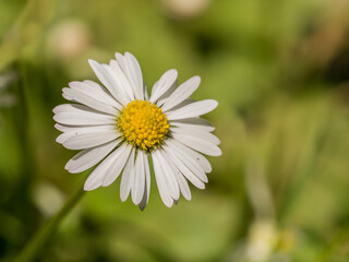 small white daisy (bellis) flower