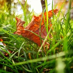 butterfly on the grass