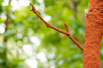 Termites build their nests with soil around the trees in tropical deciduous forests of Southeast Asia.