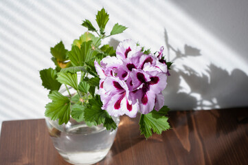Pink Regal Pelargonium flower, home and garden plant, in glass jar on wooden table.