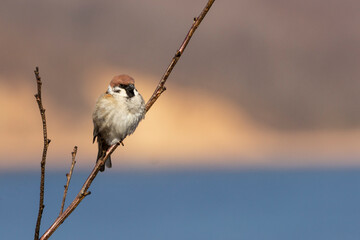 Sparrows perched on a tree branch on a clear sunny day.