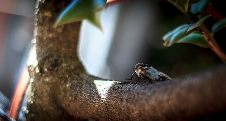 Insecto