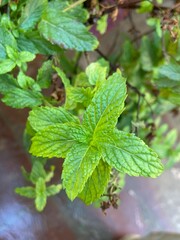 Green mint leaves grown in a house 