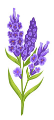 Violet blooming flowers with green stem, spring blossom