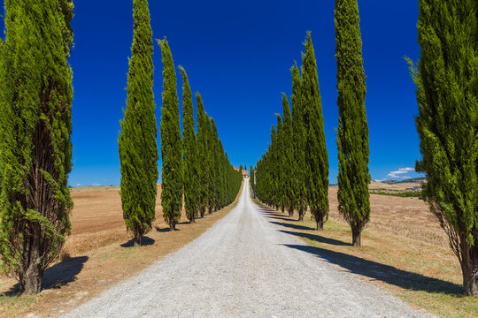 Fototapeta Road in the Tuscany Italy