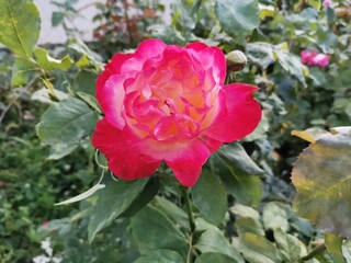 pink rose in garden