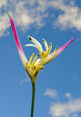 Heliconia psittacorum flower