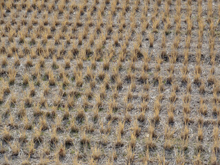 稲刈り跡の田んぼ