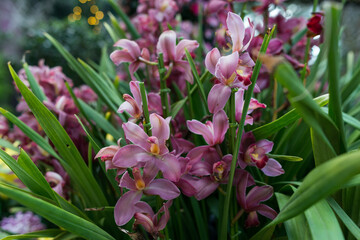 Green leaves background. Natural tropical background nature forest jungle foliage