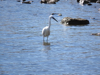 Vogel steht im Wasser und jagt
