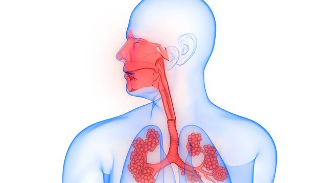 Human Respiratory System Lungs Anatomy Animation Concept