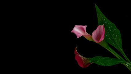 Calla lily flower is also called the trumpet pig or arum lily. Zantedeschia aethiopica. Perennial herb of the Aroid family. Callas - popular ornamental plants. Calla Lilies on black background Varkoor © Vitaliy Scherbonos