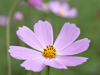 Obraz premium コスモスの花