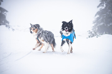 Australian shepherd