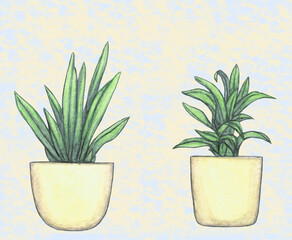 two home decorative foliage plants painted in watercolor, spathiphyllum, palm