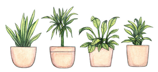 set of four home decorative foliage plants painted in watercolor, spathiphyllum, palm