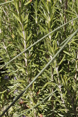 vegetación de parques