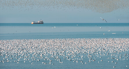 Flock of seagulls floating on the sea surface with ship on background