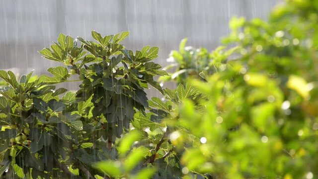 rain between rays of the sun bathe the citrus grove with fruit trees