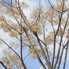 trees in winter